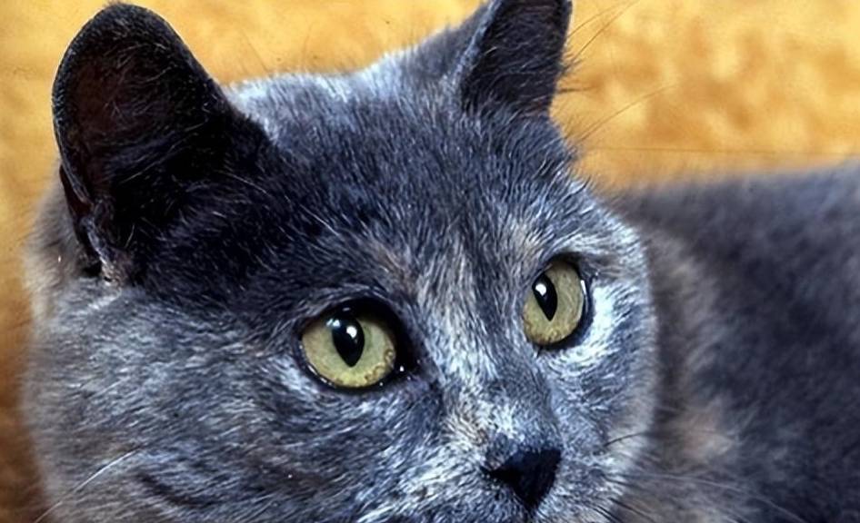 写真参考软件下载苹果版:日本一研究小组称：猫知道其他同居猫的名字