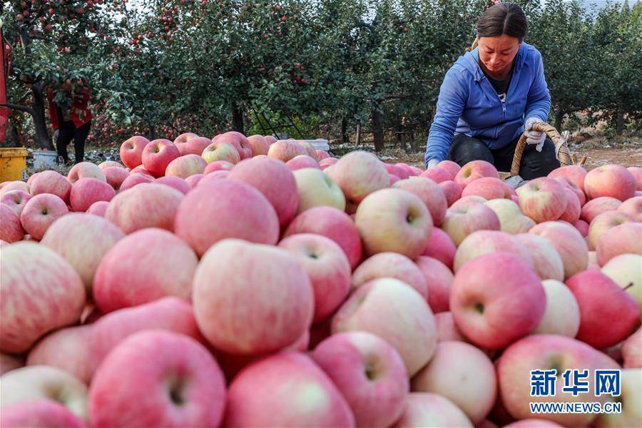 松江有苹果卖吗吗最近新闻上海发货的苹果手机是真的吗-第1张图片-平心在线