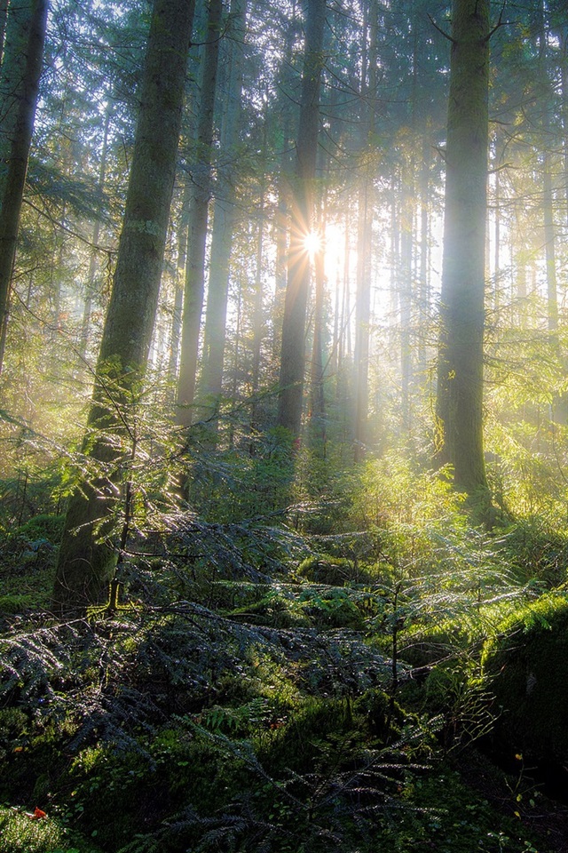 苹果版的森林森之国度苹果版