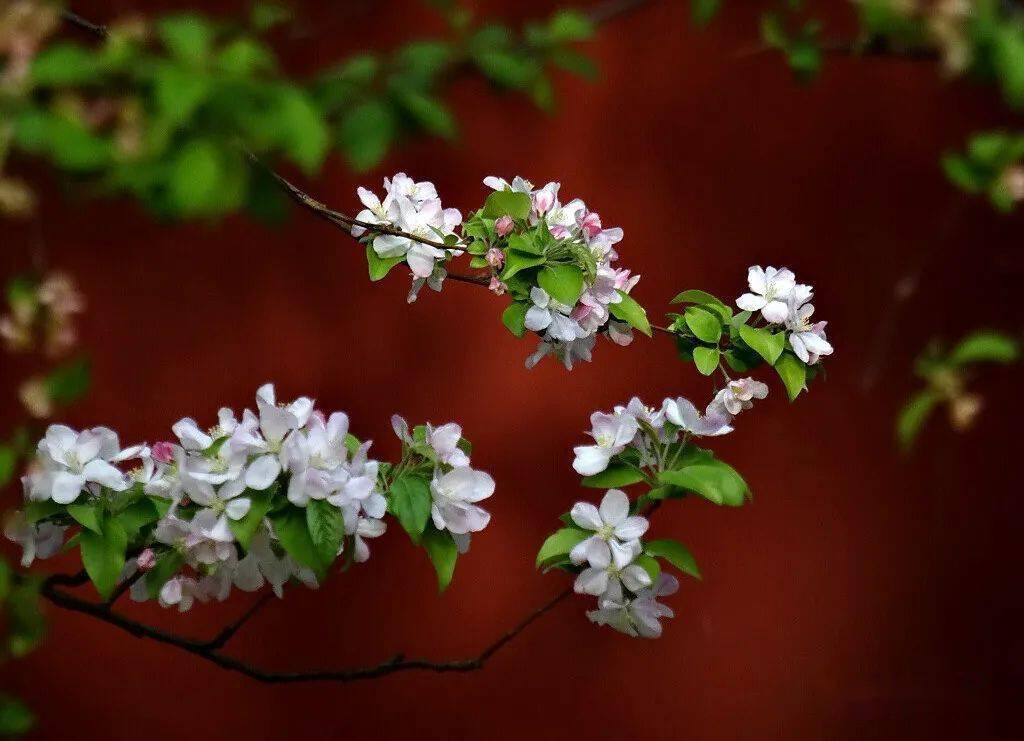 花季变态版苹果版下载花季传媒无限次数iOS